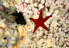 IMG_1413rf_Maldives_Madoogali_House reef_Astenie_Fromia elegans